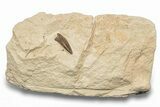 Fossil Polycotylid Plesiosaur (Thililua?) Tooth - Asfla Morocco #252346-1
